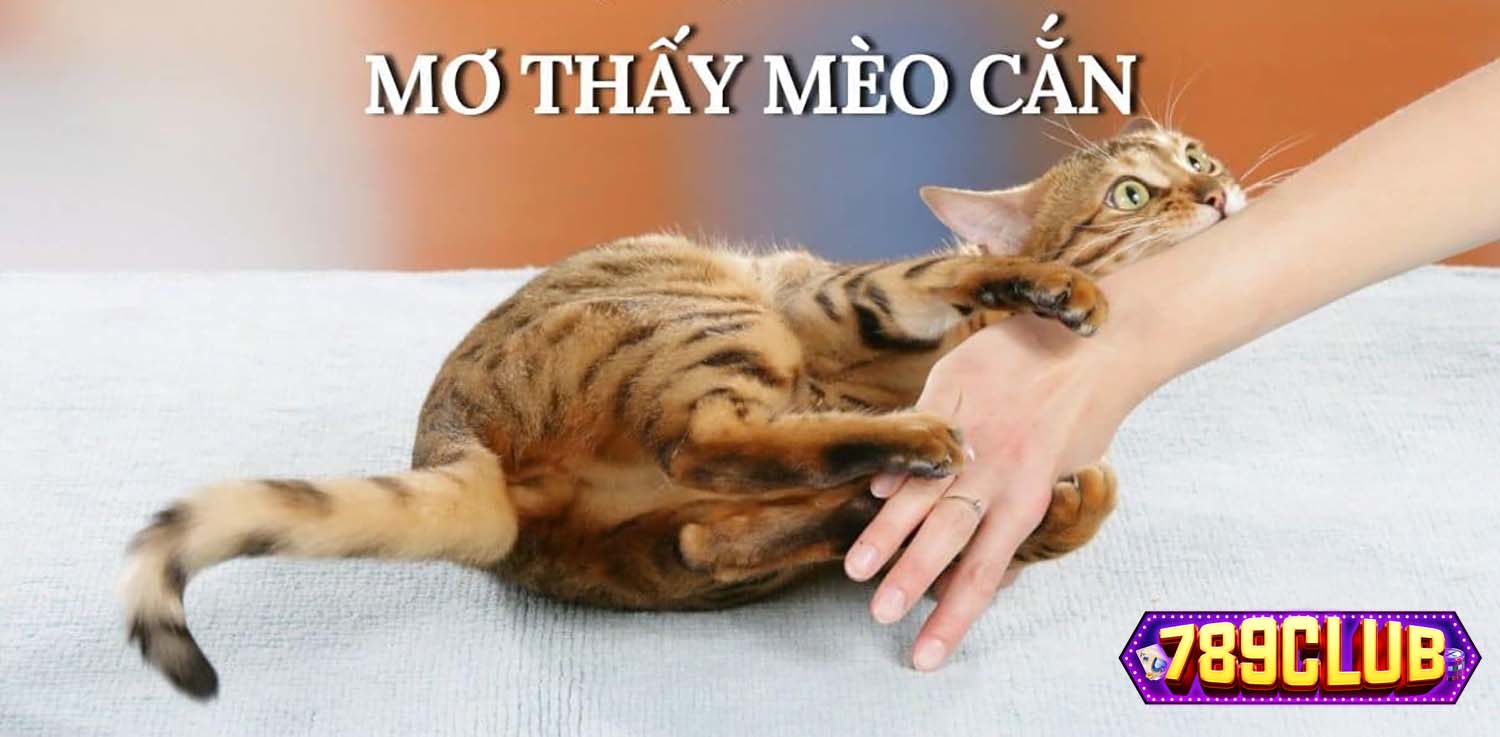 Ngủ mơ thấy bị mèo cắn